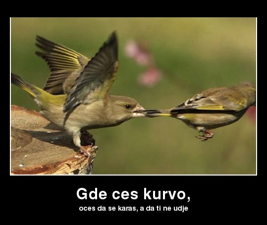 [Slika: gde-ces-kurvo.jpg]